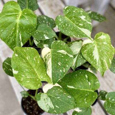 Monstera 'Thai Constellation'