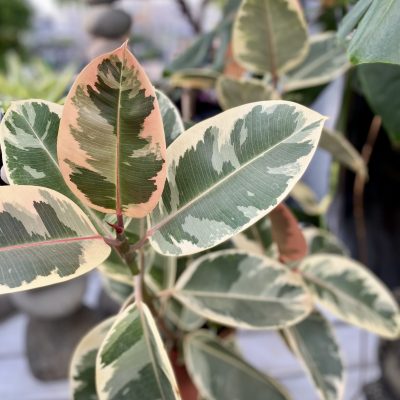 Variegated Rubber Plant