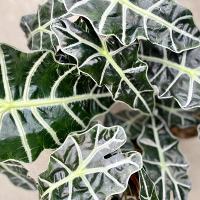 Alocasia