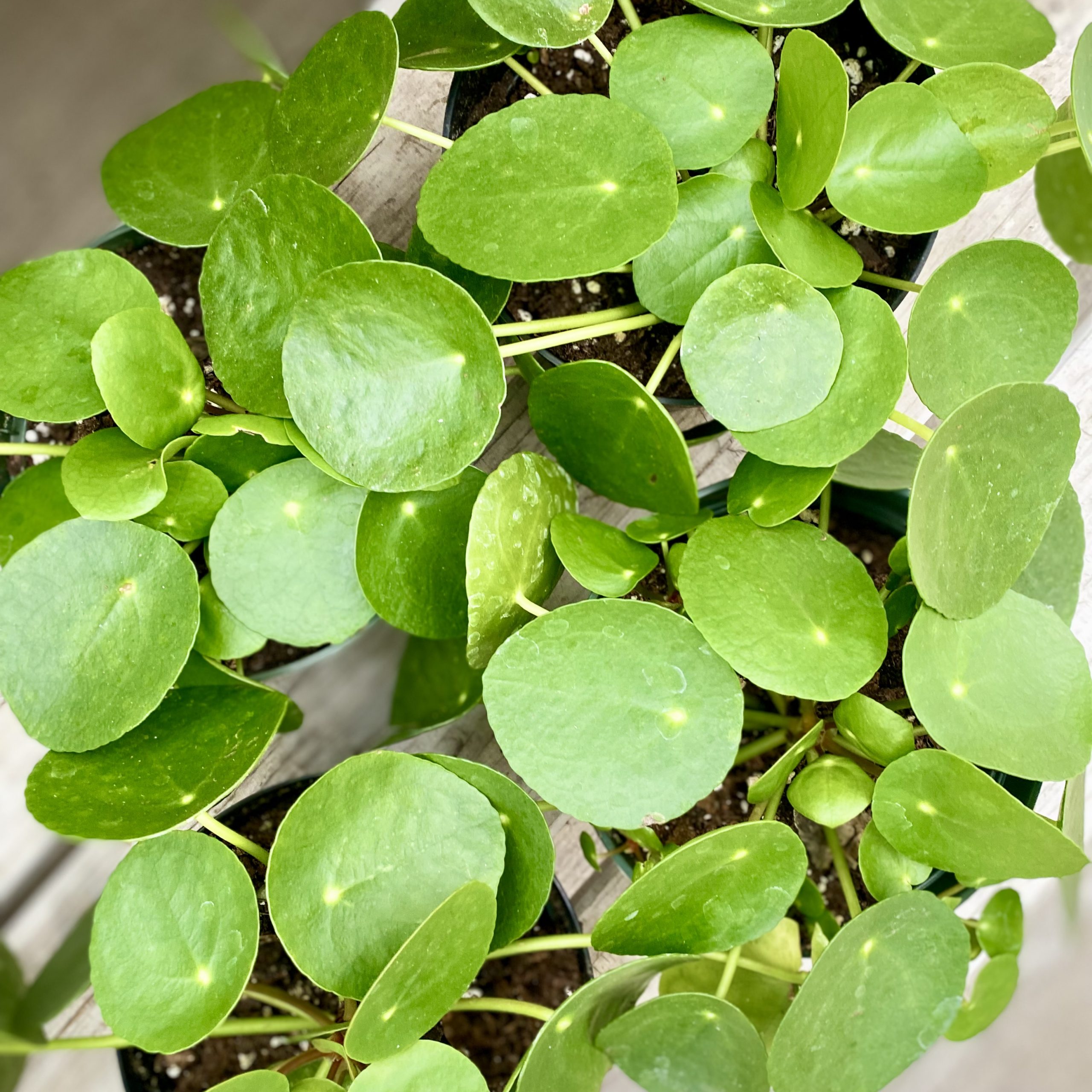Pilea