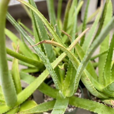 Aloe Vera