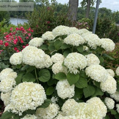 INCREDIBALL STORM PROOF™ Smooth Hydrangea (HydranHydrangeagea arborescens ‘Incrediball Storm Proof’) - 3 gallon
