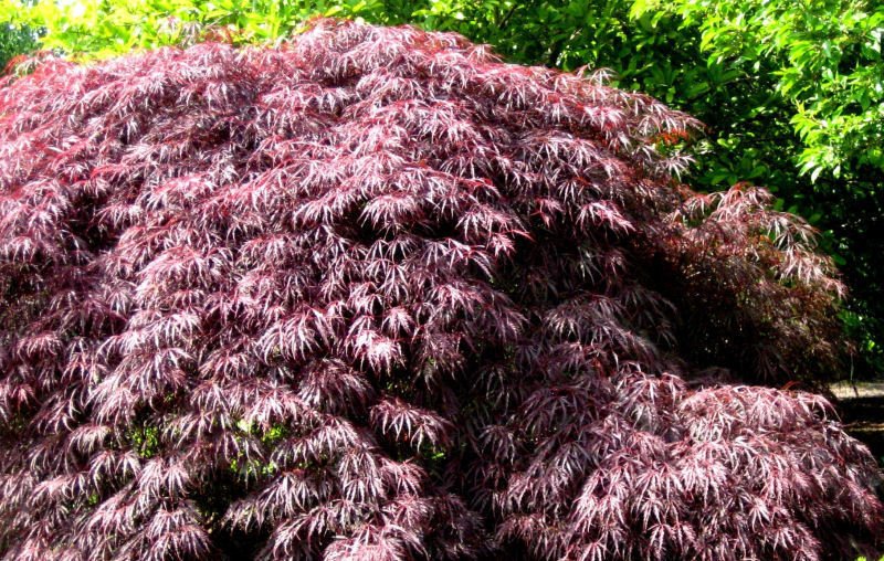 Inaba Shidare Laceleaf Japanese Maple (Acer palmatum var. dissectum 'Inaba Shidare') - 1 gallon