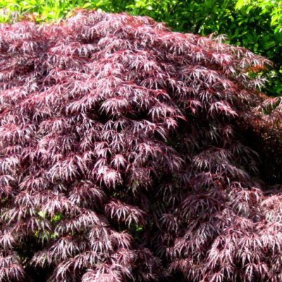 Tamukeyama Japanese Maple (Acer palmatum var. dissectum 'Tamukeyama') - 3 gallon 15"