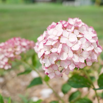 Incrediball® Blush Hydrangea (Hydrangea arborescens 'Incrediball Blush') - QT