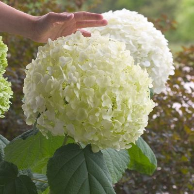 Incrediball® Smooth Hydrangea (Hydrangea arborescens 'Abetwo') - 3 gallon