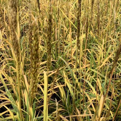 Indian Grass (Sorghastrum 'Sorg. N. Golden Sunset') - 2 gallon
