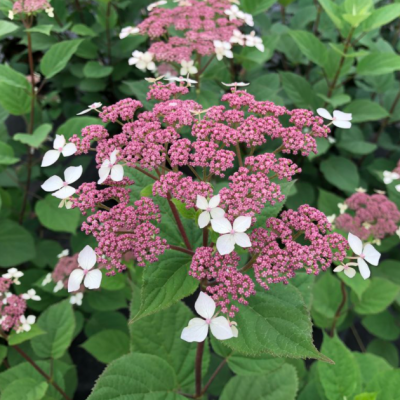Invincibelle Lace® Smooth hydrangea (Hydrangea arborescens 'Invincibelle Lace') - QT