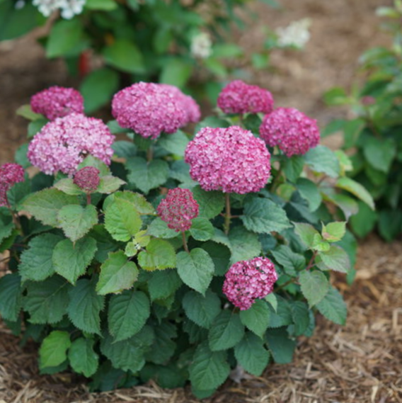 Invincibelle Mini Mauvette® Smooth hydrangea (Hydrangea arborescens 'Invincble Mini Mauvette') - QT