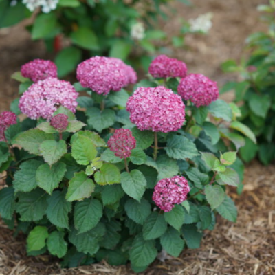 Invincibelle® Spirit II Smooth hydrangea (Hydrangea arborescens 'Invincble Spirit Ii') - QT