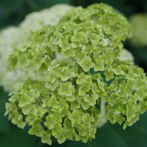 Invincibelle Sublime™ Smooth hydrangea (Hydrangea arborescens 'Invincble Sublime') - QT