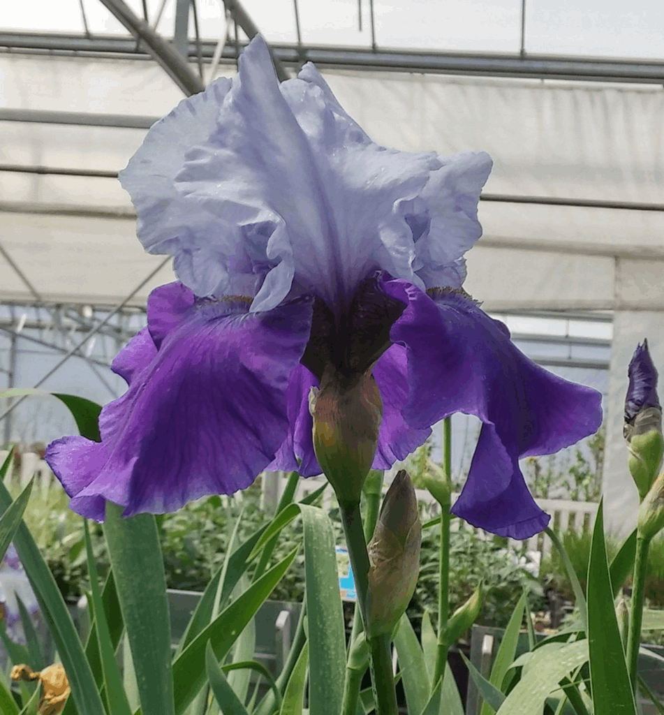 Iris g. 'Best Bet' (Rebloom) - Image 2
