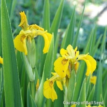 Iris pseudacorus 'Variegata'