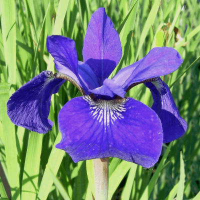 Iris s. 'Caesar's Brother'