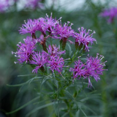 Iron Butterfly Narrow-leaf Ironweed (Vernonia lettermannii 'Iron Butterfly') - QT