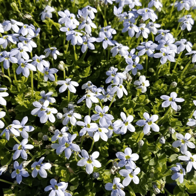 Isotoma fluviatilis (Blue Star Creeper)