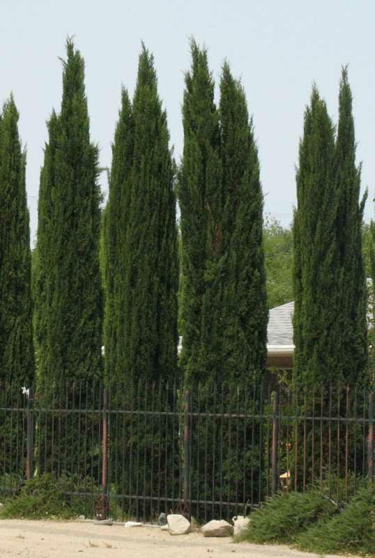 Italian Cypress (Cupressus sempervirens) - 1 gallon