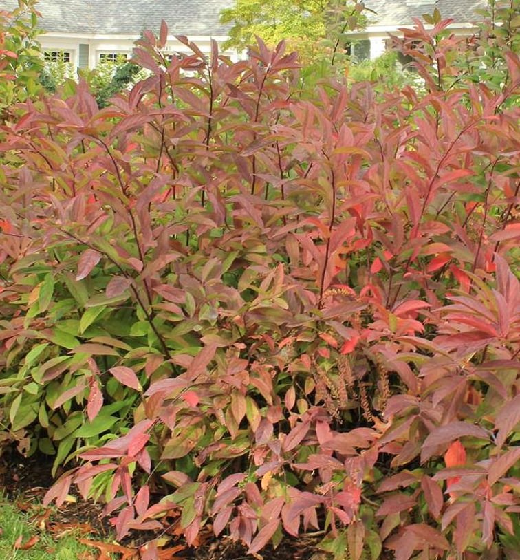 Itea v. 'Henry's Garnet' - Image 2