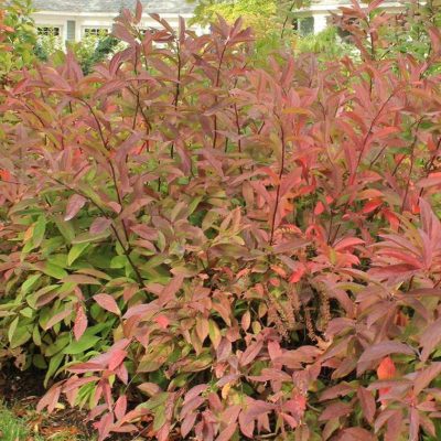 Itea v. 'Henry's Garnet'