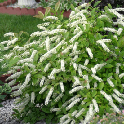 Itea v. Little Henry®