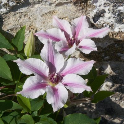Ithemba™ Clematis (Clematis ithemba) - 3QT