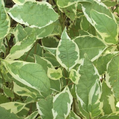 Ivory Halo® Dogwood (Cornus alba 'Bailhalo') - 3 gallon 18"