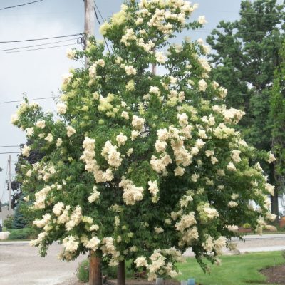 Ivory Silk Japanese Tree Lilac (Syringa reticulata 'Ivory Silk') - 3 gallon 48"