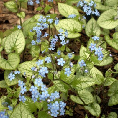 Jack Frost Siberian Bugloss (Brunnera macrophylla 'Jack Frost') - QT