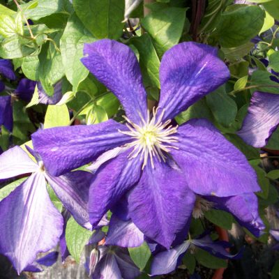 Jackmanii Clematis (Clematis jackmanii 'Jackmanii') - 1 gallon
