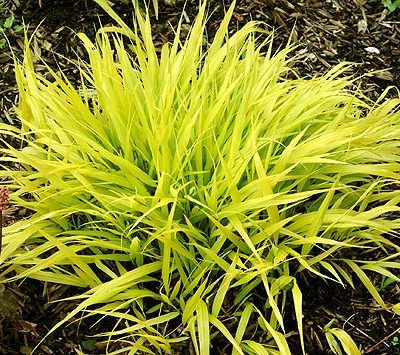 Japanese Forest Grass (Hakonechloa macra 'All Gold') - 1 gallon