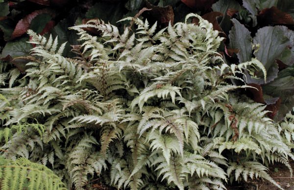 Japanese Painted Fern (Athyrium nipponicum 'Pictum') - QT