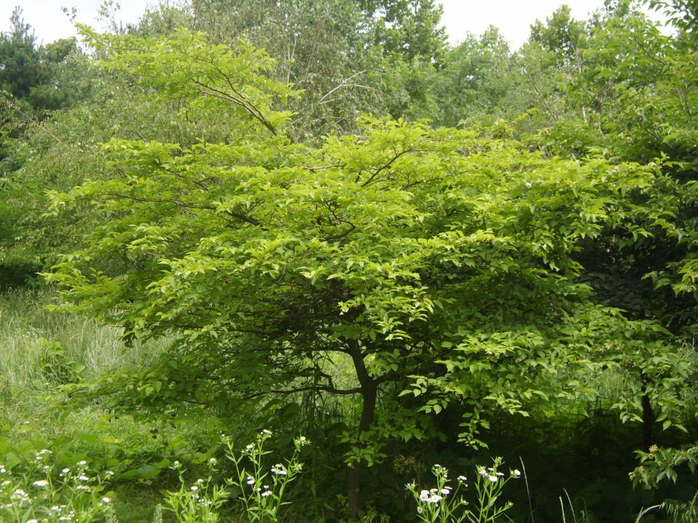 Japanese Snowbell (Styrax japonicus) - 3 gallon
