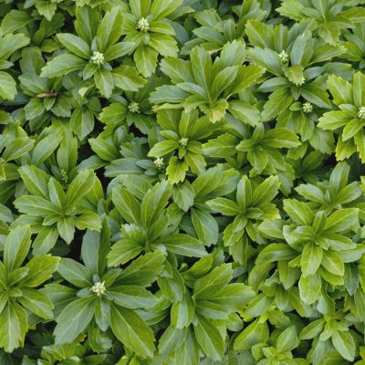 Japanese Spurge (Pachysandra terminalis) - 3QT