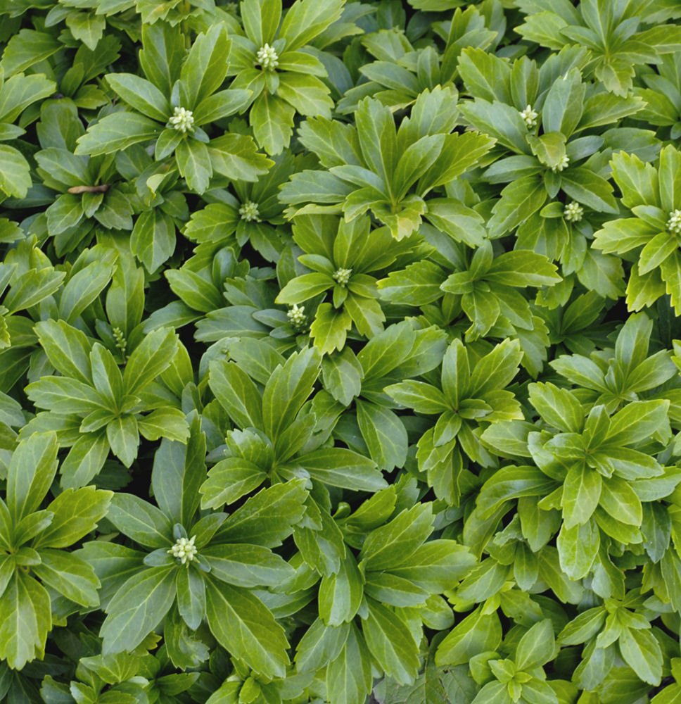 Japanese Spurge (Pachysandra terminalis) - QT