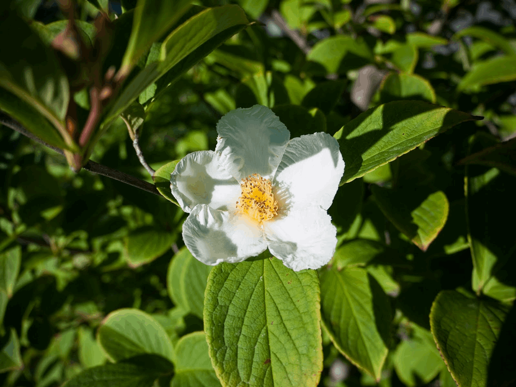 Japanese Stewartia (Stewartia pseudocamellia) - 3 gallon TREE