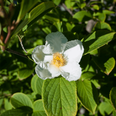 Japanese Stewartia (Stewartia pseudocamellia) - 3 gallon TREE