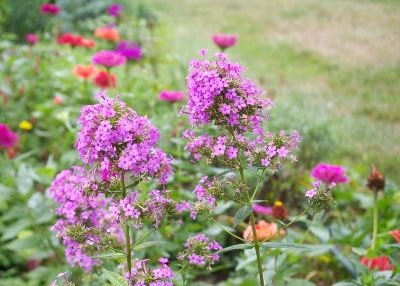 Jeana Garden Phlox (Phlox paniculata 'Jeana') - 1 gallon