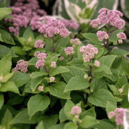Joe Pye Weed