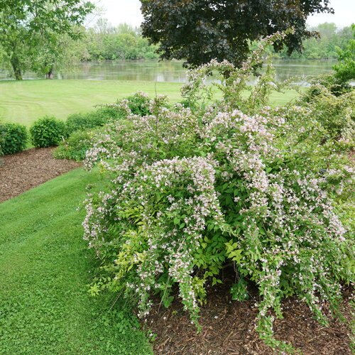 Jolene Jolene® Beautybush (Kolkwitzia 'Jolene Jolene') - 3 gallon 15"