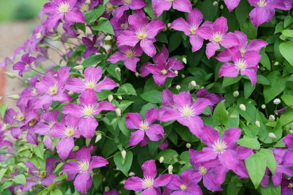 Jolly Good™ Clematis (Clematis Jolly Good™) - QT