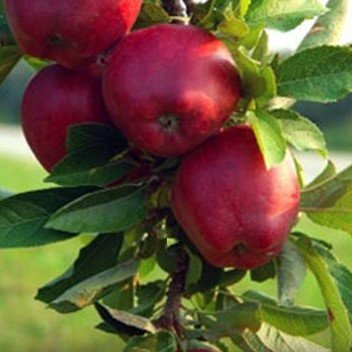 Jonathan Apple
(Malus 'Fruit Jonathan') - 3 gallon 36" TREE