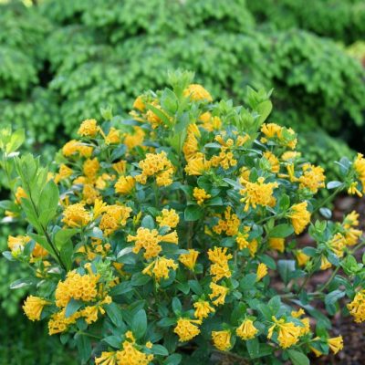 Juiced® Orange Jessamine (Cestrum corymbosum Juiced® Orange) - QT