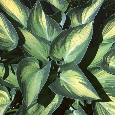 June Plantain Lily (Hosta june 'June') - 1 gallon