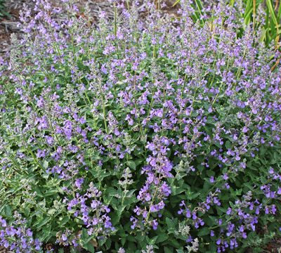 Junior Walker™ Catmint (Nepeta faassenii 'Novanepjun') - 1 gallon