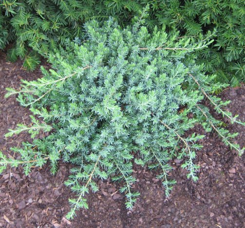 Juniperus c. 'Blue Pacific' - Image 2