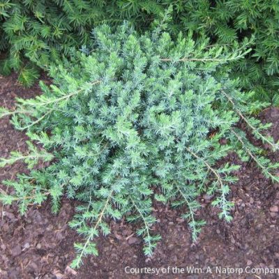 Juniperus c. 'Blue Pacific'