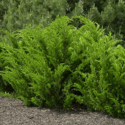 Juniperus c. 'Sea Green'