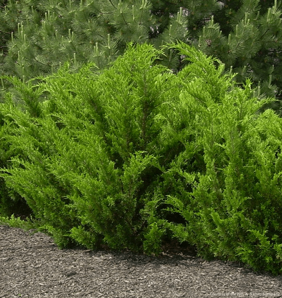 Juniperus c. 'Sea Green'