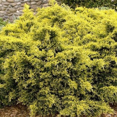 Juniperus c. 'Sea Of Gold'