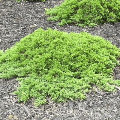 Juniperus procumbens nana